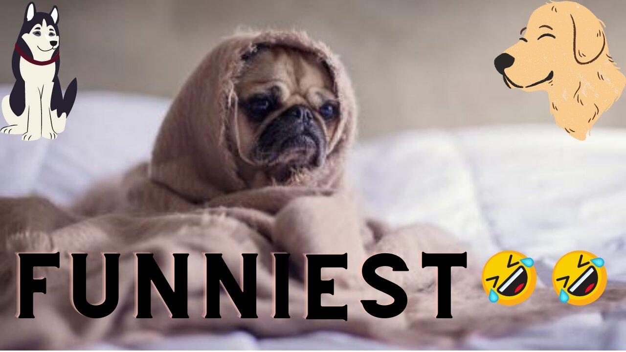 Funny Dogs Reaction To Homeowners/Vet 🤣 You'll LAUGH more than you should 😂😭