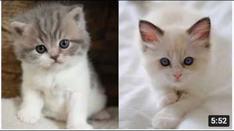 Cute Cats and Funny Cats Compilation Video #33 # AWEPets