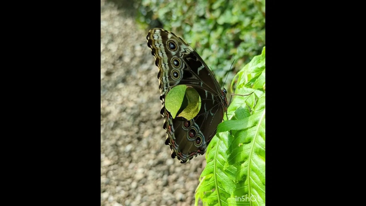 Blue morpho #northernireland #bluemorpho #butterflyhouse #insects