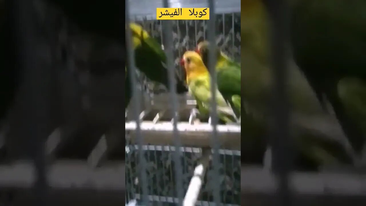 طيور الفيشر الناذرة كيوت روعة مرحبا