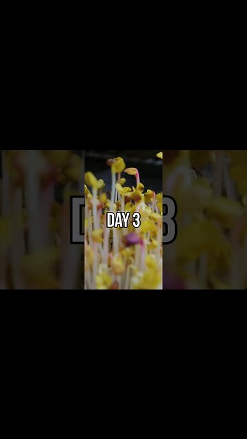 Start seeds the SUPER EASY way with this DIY Germination Chamber. #gardening #garden