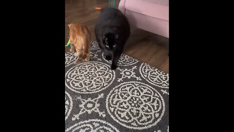New Funny Animals Video 2023 - Funniest Cats and Dogs Videos