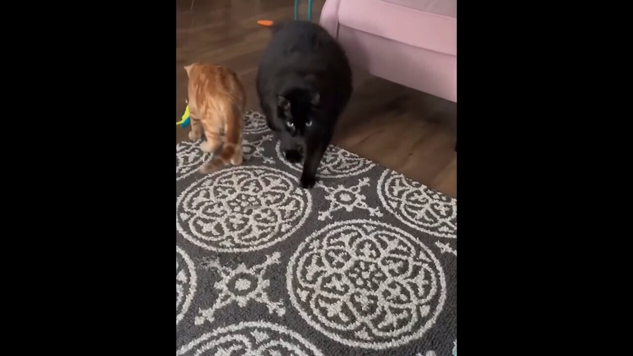 New Funny Animals Video 2023 - Funniest Cats and Dogs Videos