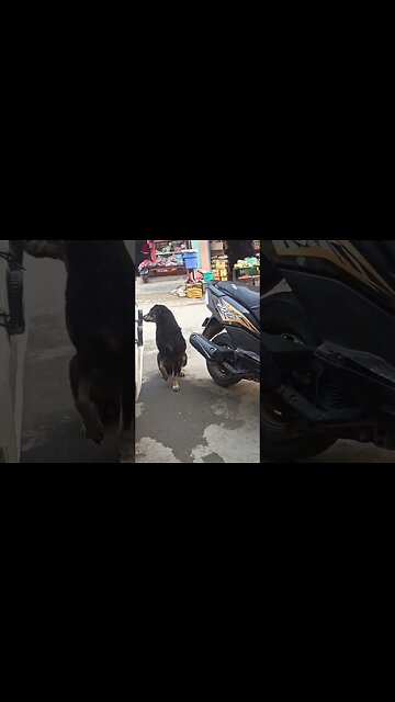 Stray Dogs Are Hungry, Injured and No Shelter, Need Help!