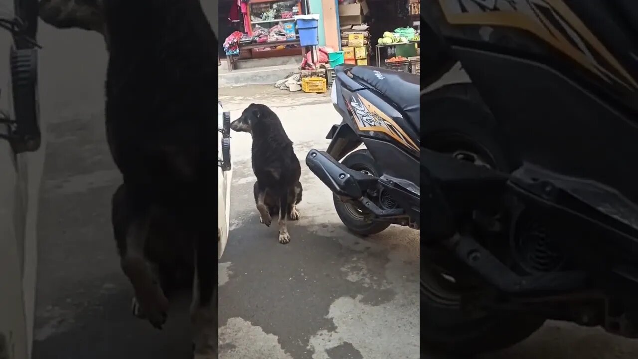 Stray Dogs Are Hungry, Injured and No Shelter, Need Help!