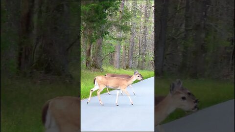 Deer cross the road