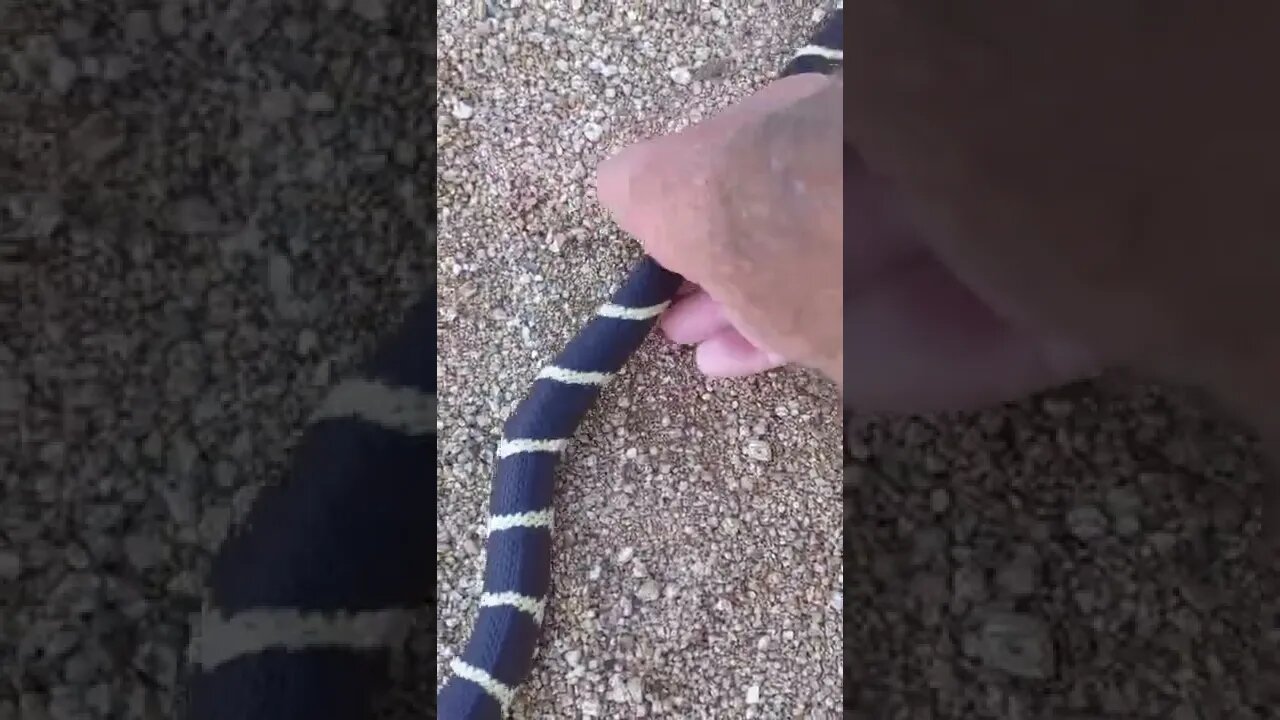 My Pet King Snake "comes" to Me!