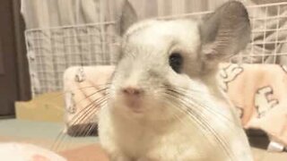 Un chinchilla qui adore se faire brosser