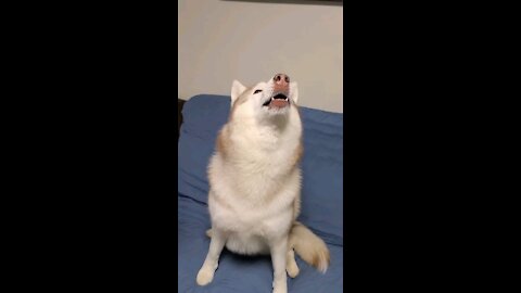 What's the husky reaction to howling?