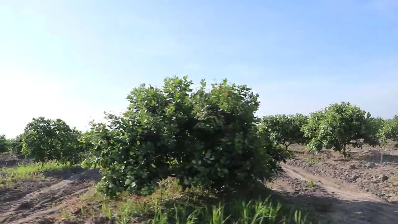 cashew farm