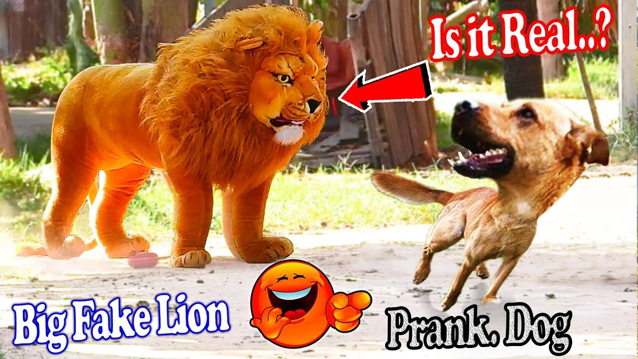 Best funny dog prank || Lion prank || Funny reaction