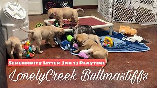 Puppies Just Wanna Have Fun! - Bullmastiff Puppy Playtime