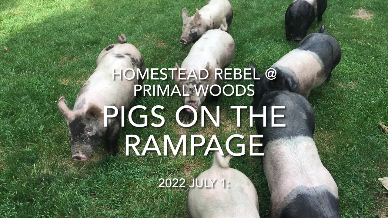 Pigs on the Rampage, Again