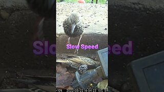 Starling Sounds #Shorts 🔊