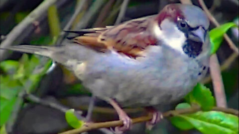 IECV NV #03 - 👀House Sparrows Out In The Bush Tree🐤11-28-2013