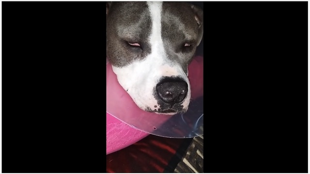 Pit Bull has extremely vivid nightmare