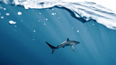 SHARK ATTACKING SURFER