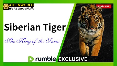 Siberian Tiger：The King of the snow
