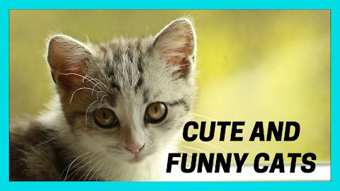 Cute and Funny videos Cat