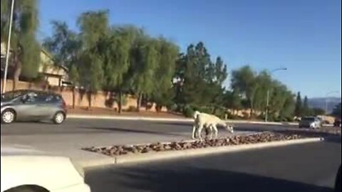 Llamas on the loose Tuesday morning