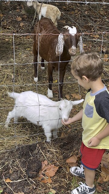 Feeding The Baby Goat 🐐 #goat #baby #farm #homestead