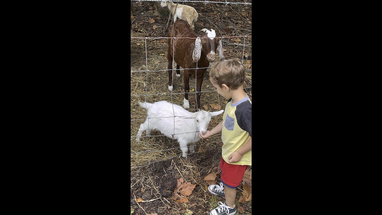 Feeding The Baby Goat 🐐 #goat #baby #farm #homestead