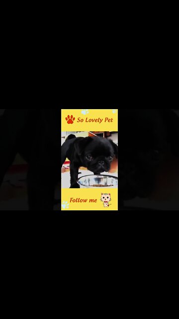 FUNNY AND CUTE ANIMALS