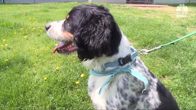 Landlords say some Wisconsin college students are abandoning pets after school year