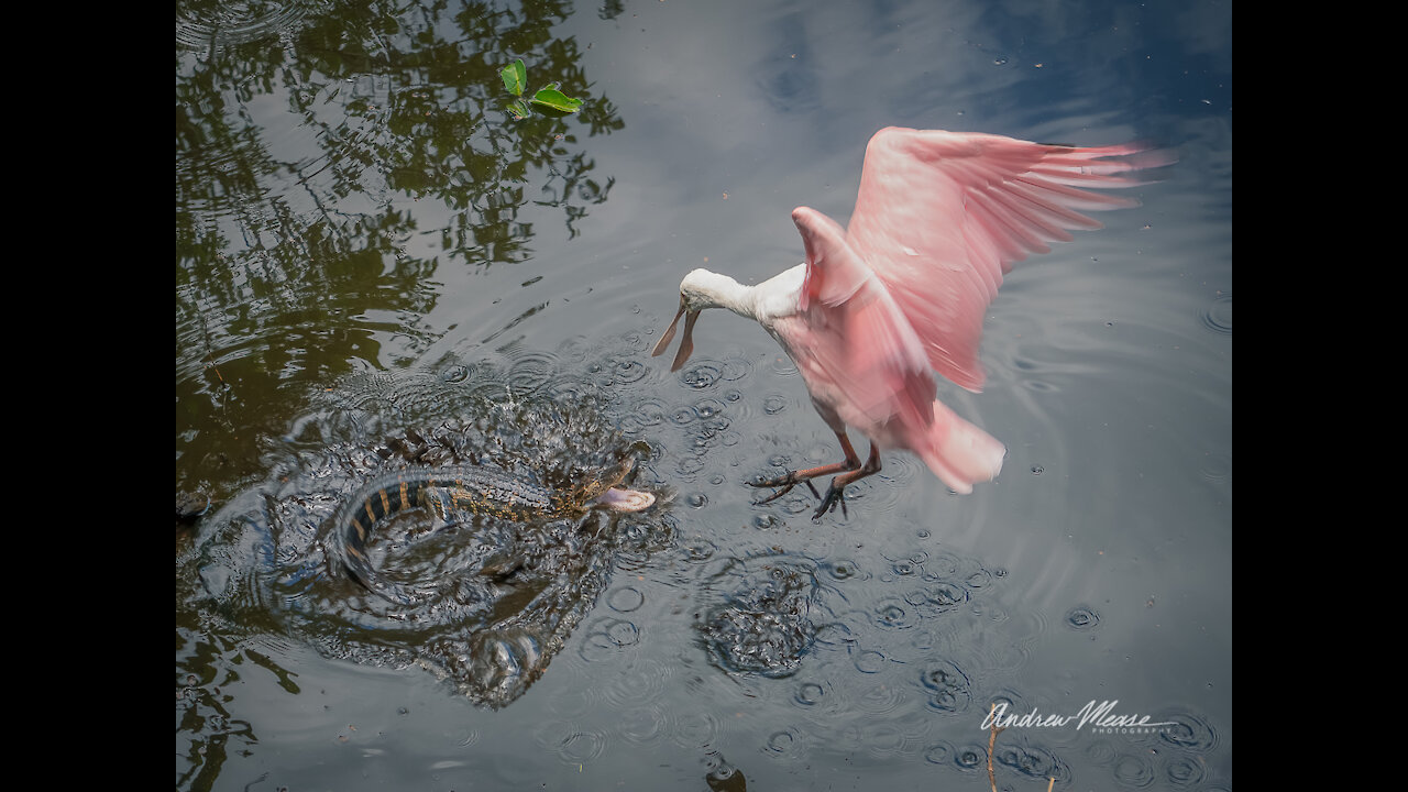 Roseatte Spoonbills pinch Alligator tails for food in Rare video