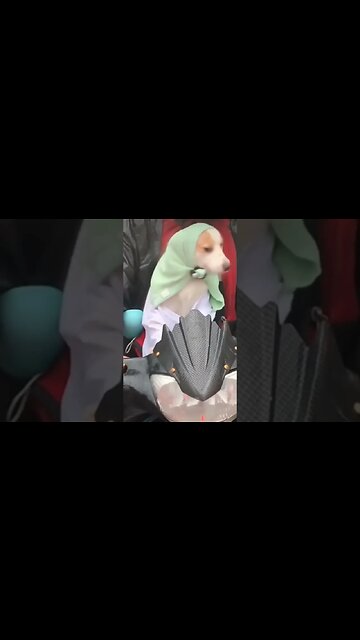 Love for Dog is when you look in to his eyes and see everything you need