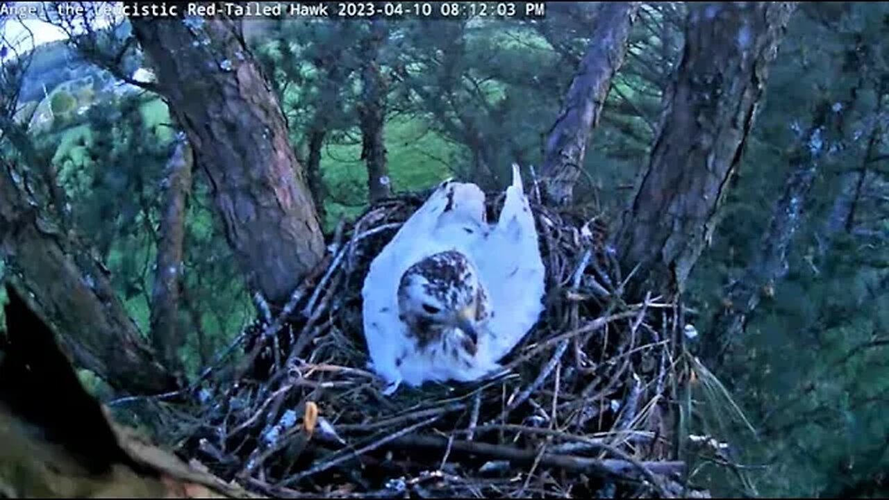 Peeking at Angel's Eggs 🥚🥚 04/10/23 08:11