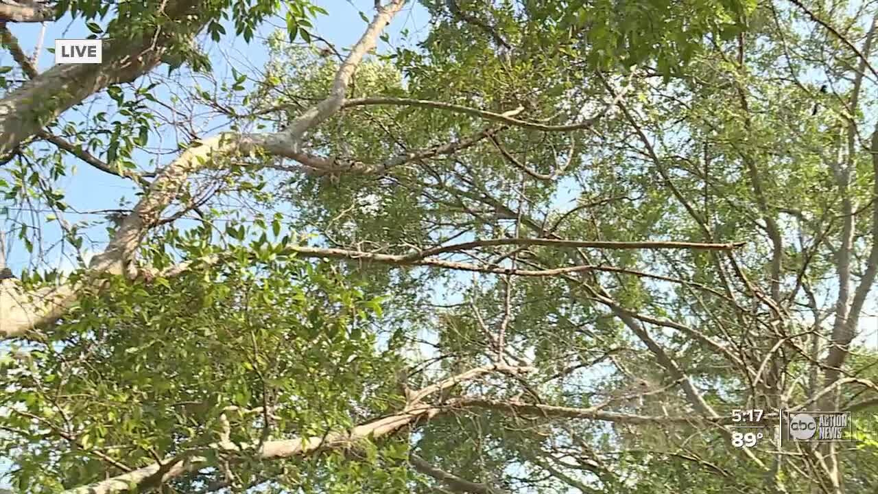 Hurricane season 2021: Preparing your yard before a storm