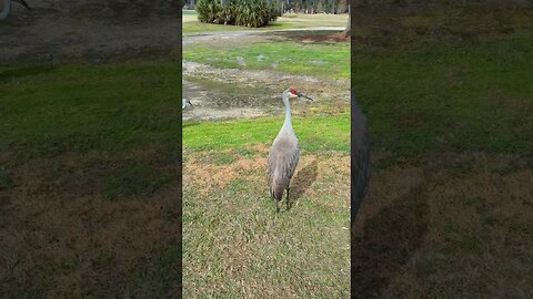 Sandhill Cranes.Only 1 statement in this video is true
