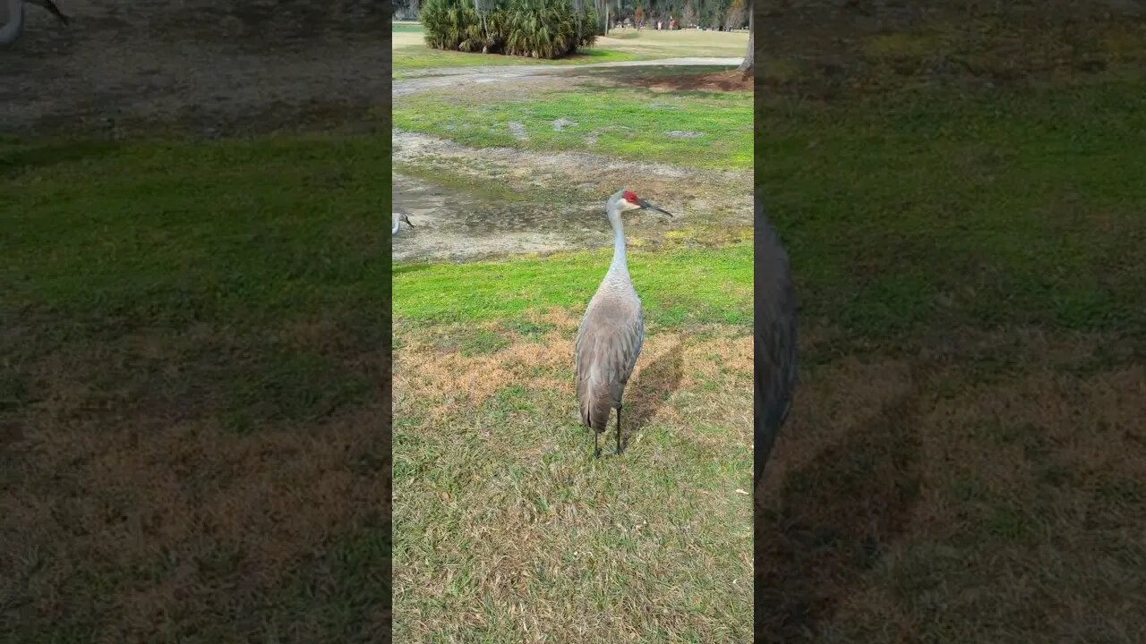 Sandhill Cranes.Only 1 statement in this video is true