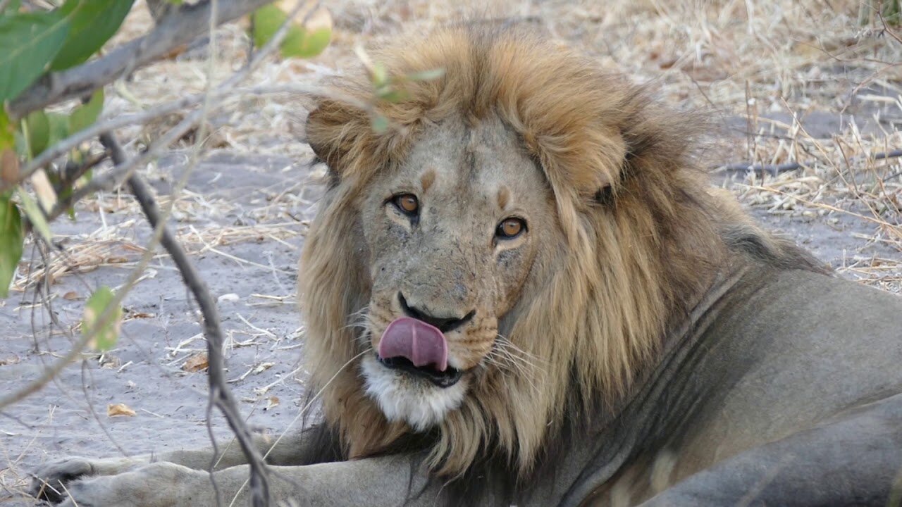 Lion Washing His Paws