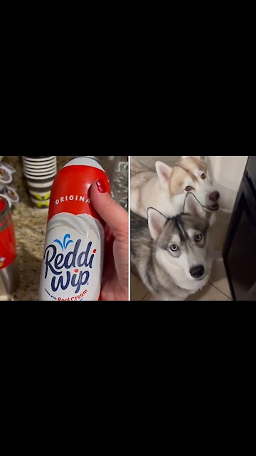 Pack of dogs come running at the sound of whipped cream