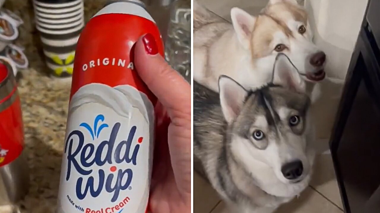 Pack of dogs come running at the sound of whipped cream