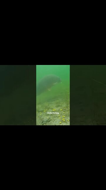 Bird diving in lake for Food! #Shorts #ytshorts #UbertainmentFun #Bird #Animals #Fun