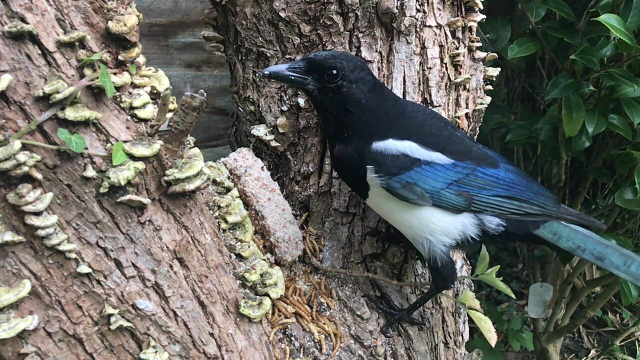 Hungry Magpie