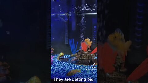 These Guys Are Getting Big