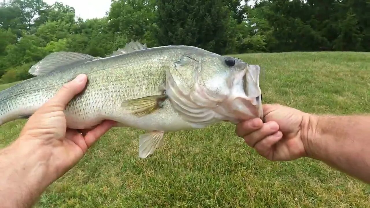 MASSIVE Largemouth on Nikko LEACH!! #largemouthbassfishing #largemouth #bass