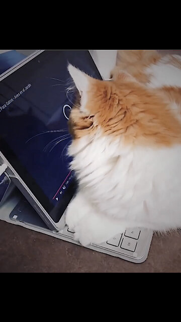 Cat Plays With Laptop As If It's A Toy!