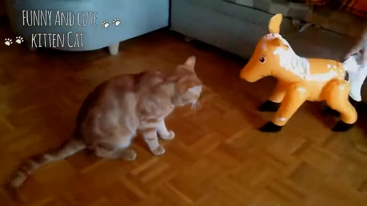 Cat Play With Toy Moment