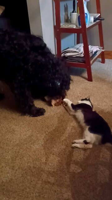 Cute dog plays tug of war with cat!