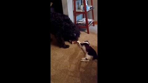 Cute dog plays tug of war with cat!