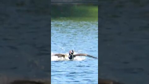 Close up of a Loon Ritual