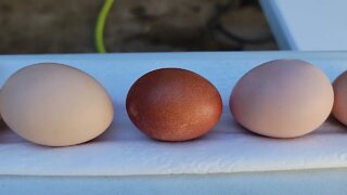Eggs from the young girls!