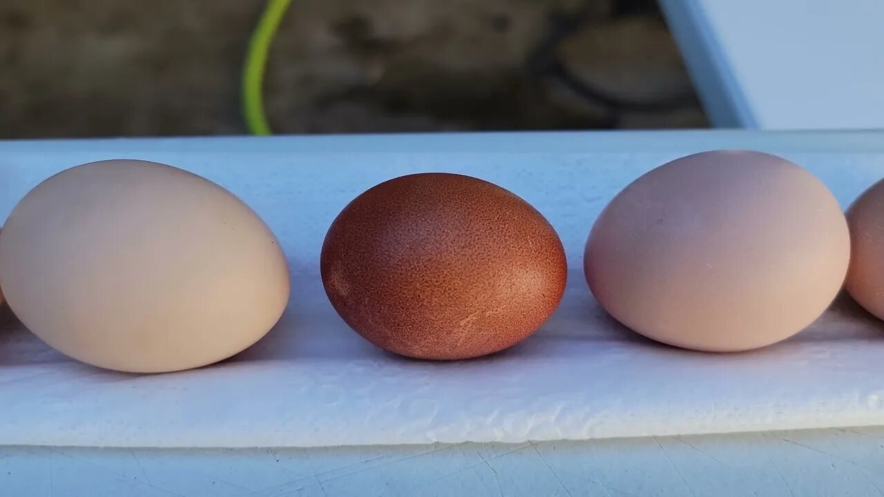 Eggs from the young girls!
