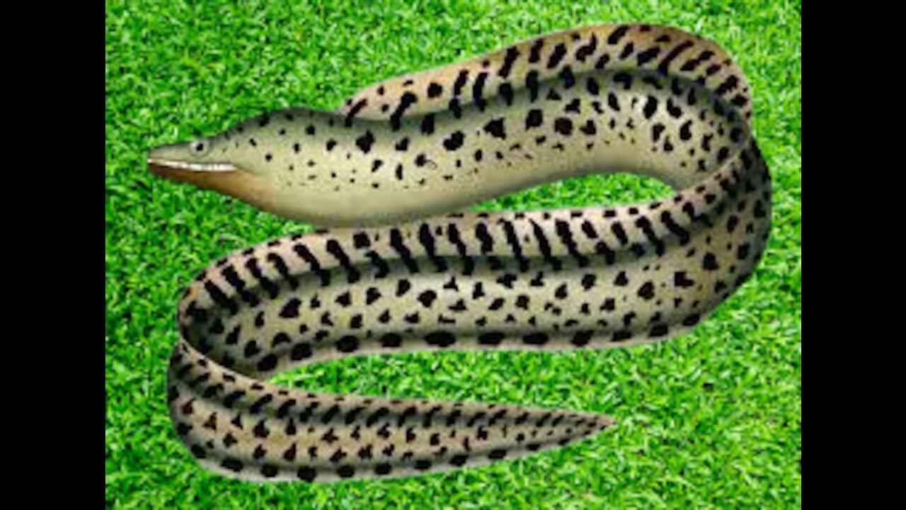 Indian Osan Eel Drangears Fish