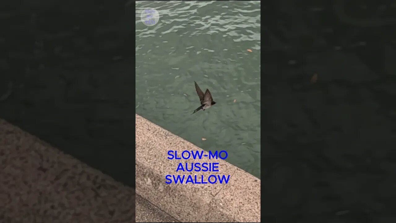 SLOW-MO SWALLOW #swallow #slowmotion